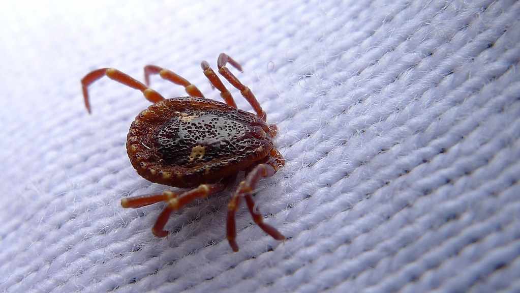 Prepare Yourself: Tick Season Is Upon Us