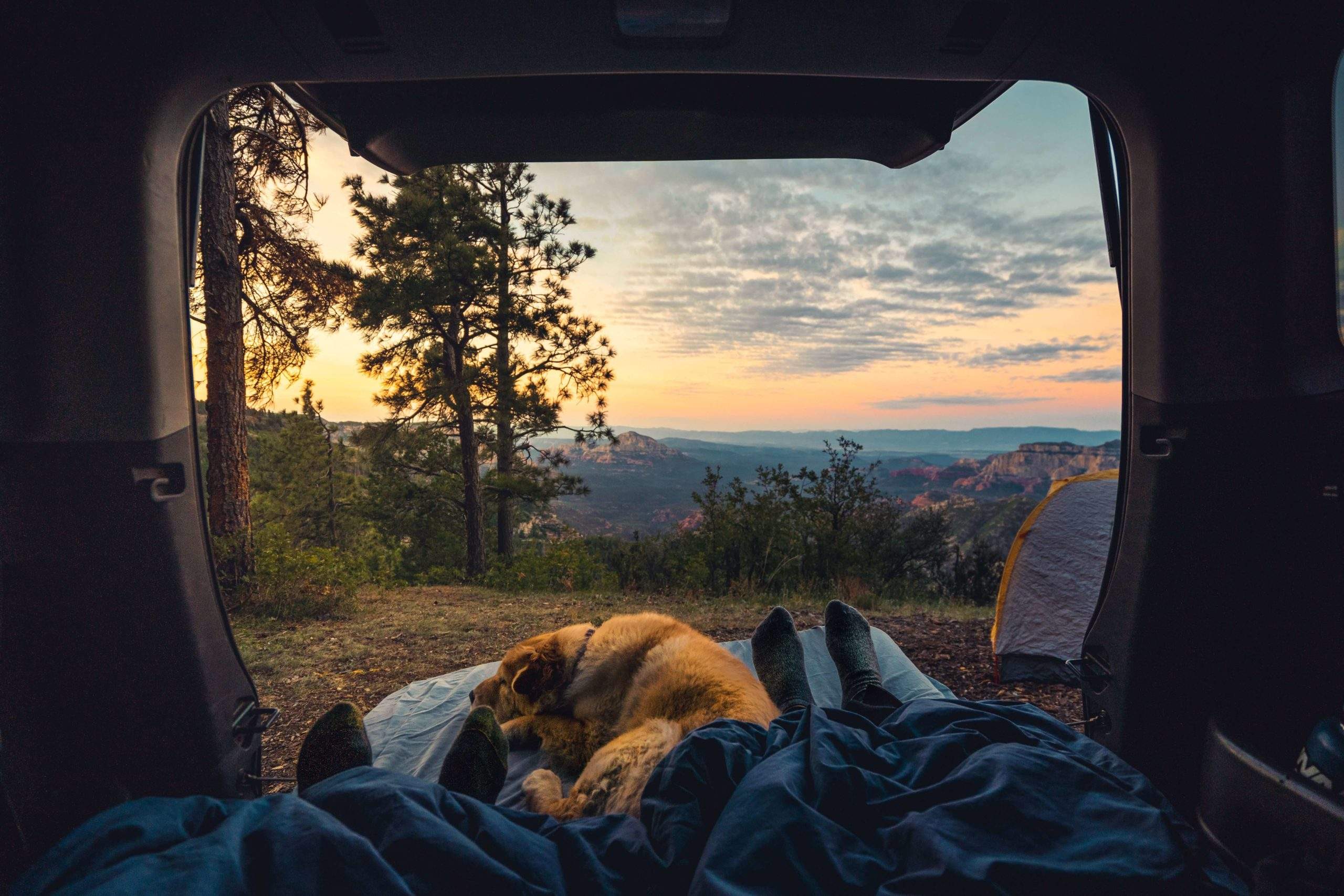 Camping with dogs: Best portable dog fence