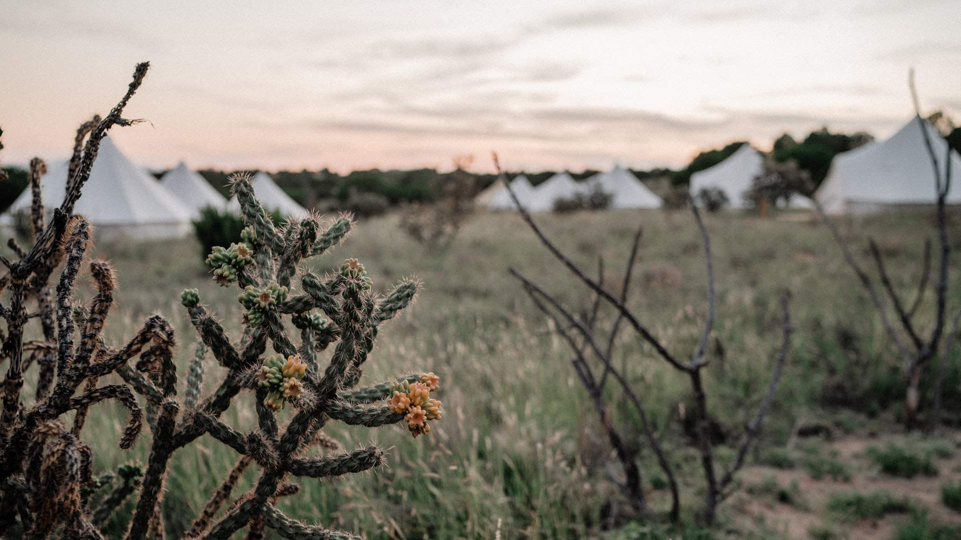 Top 11 Yurt Camping Sites in California